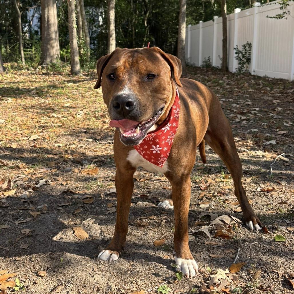 Enlarge Norse, a Adoptable Mixed Breed in Savannah, GA image 2/6