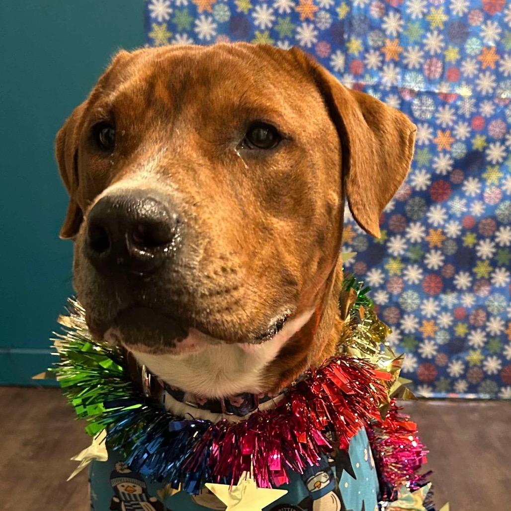 Enlarge Norse, a Adoptable Mixed Breed in Savannah, GA image 3/6