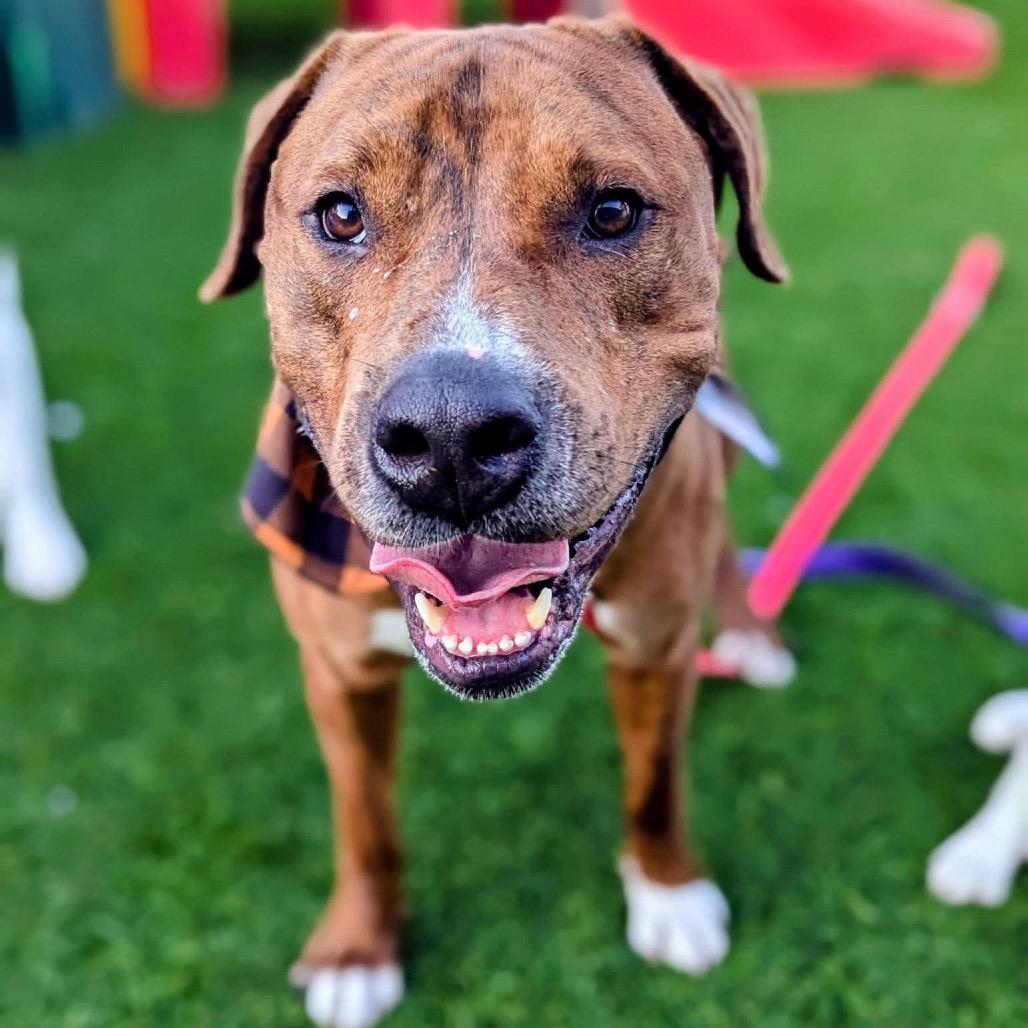 Enlarge Norse, a Adoptable Mixed Breed in Savannah, GA image 4/6