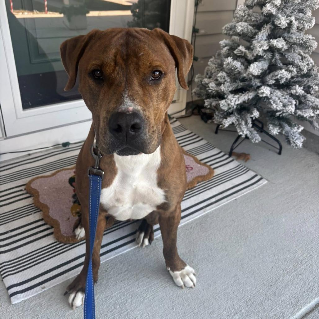 Enlarge Norse, a Adoptable Mixed Breed in Savannah, GA image 5/6