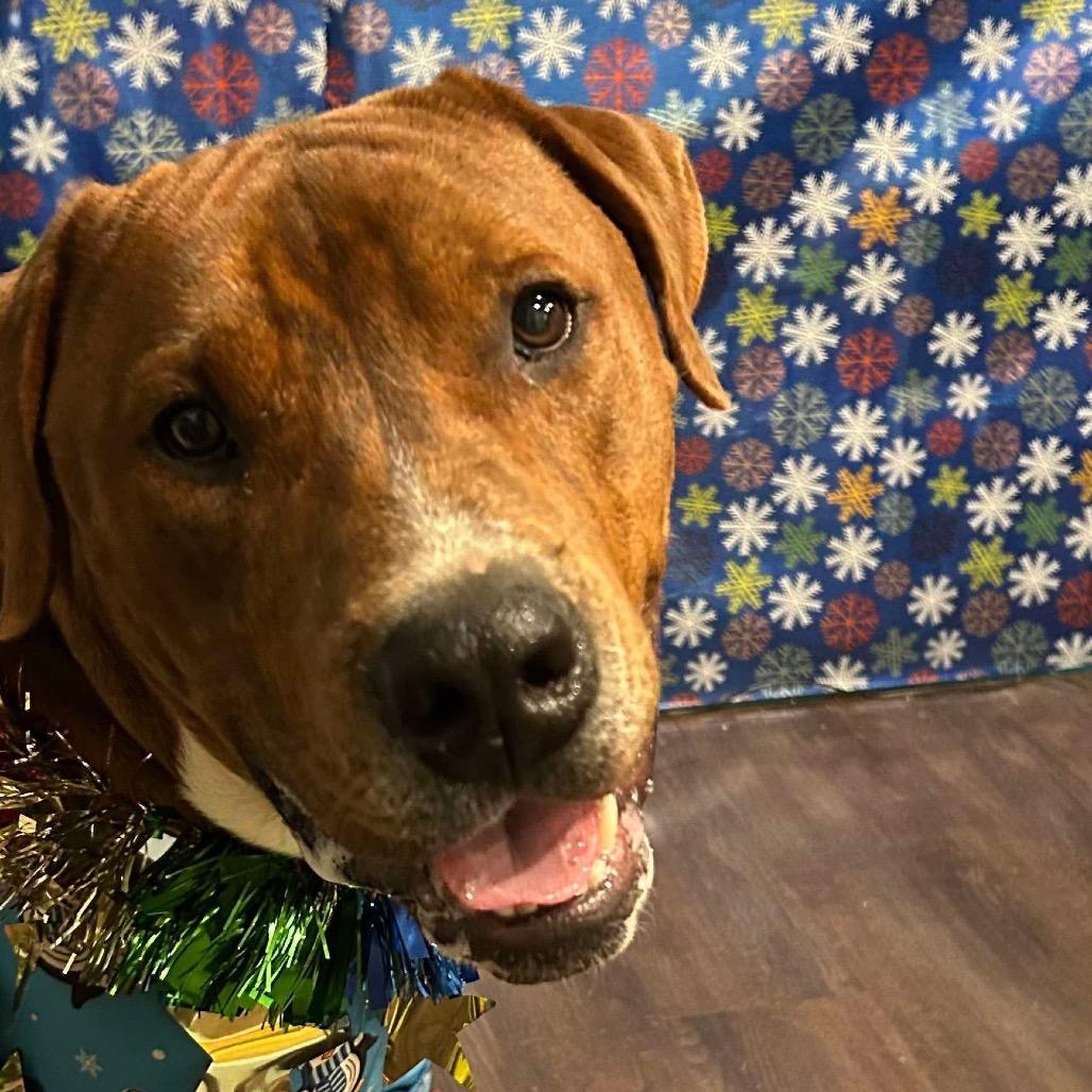 Enlarge Norse, a Adoptable Mixed Breed in Savannah, GA image 6/6