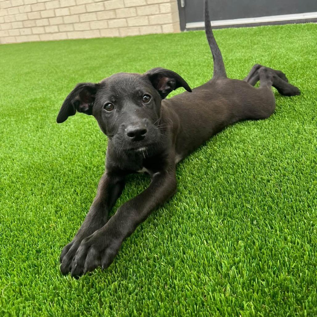 Buzz, Adoptable, Puppy Male Terrier & Mixed Breed.