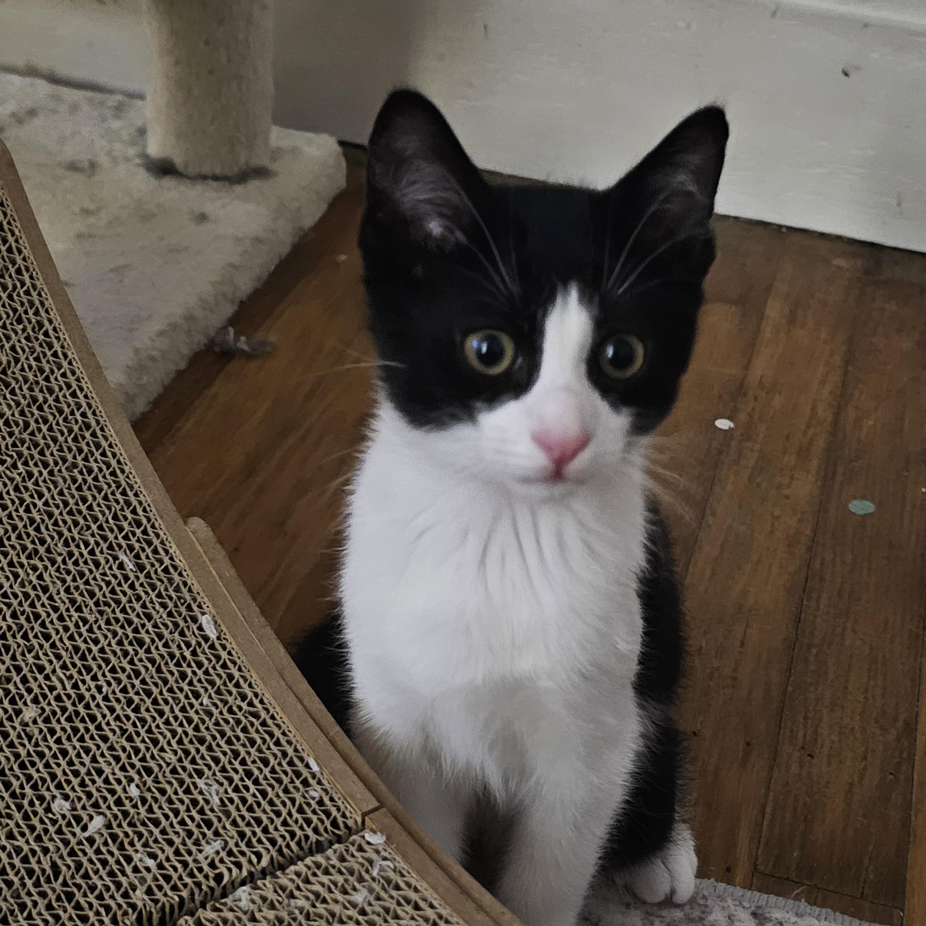 Oreo, adopted, Kitten Male Domestic Short Hair.