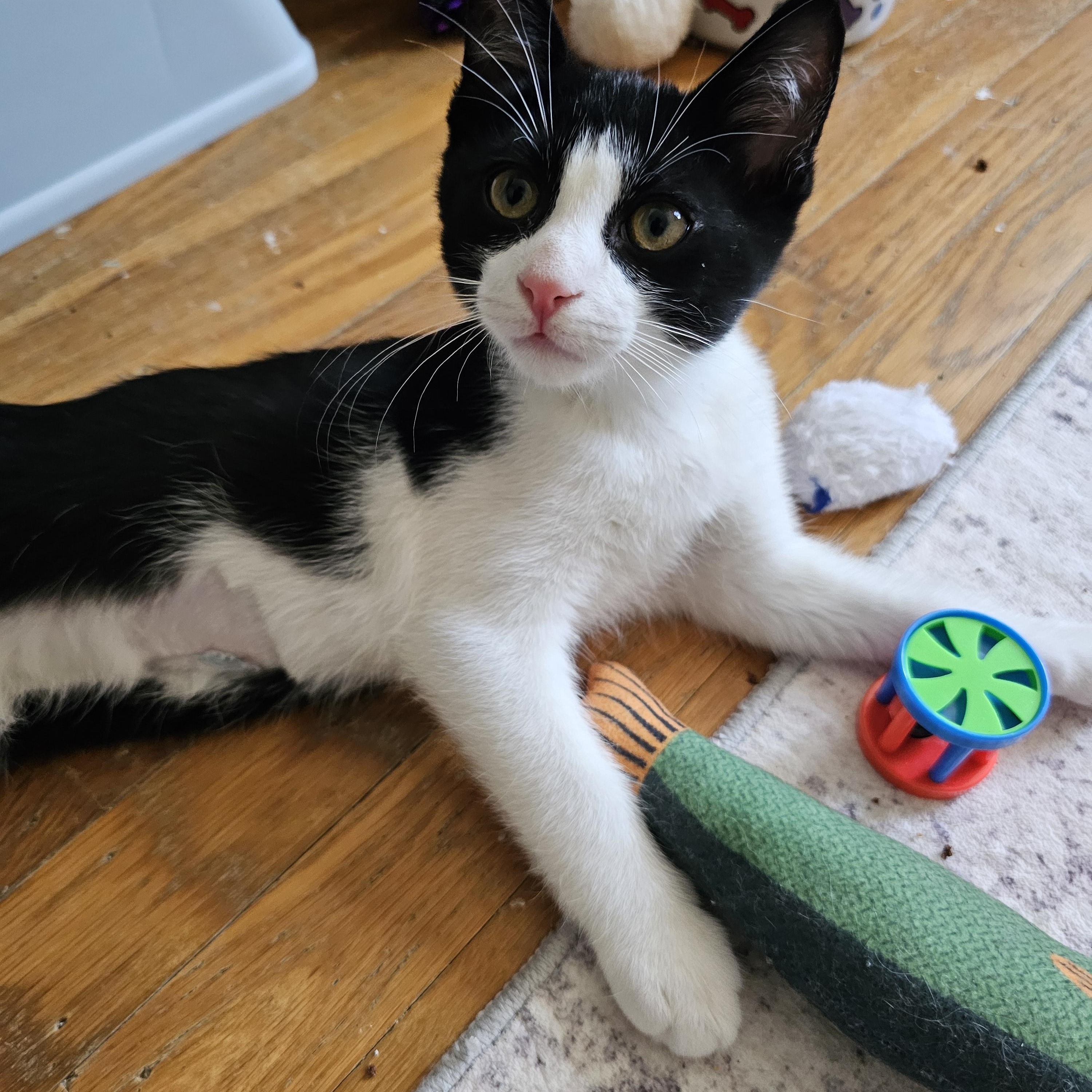 Enlarge Oreo, an adopted Domestic Short Hair in Sewell, NJ image 3/4