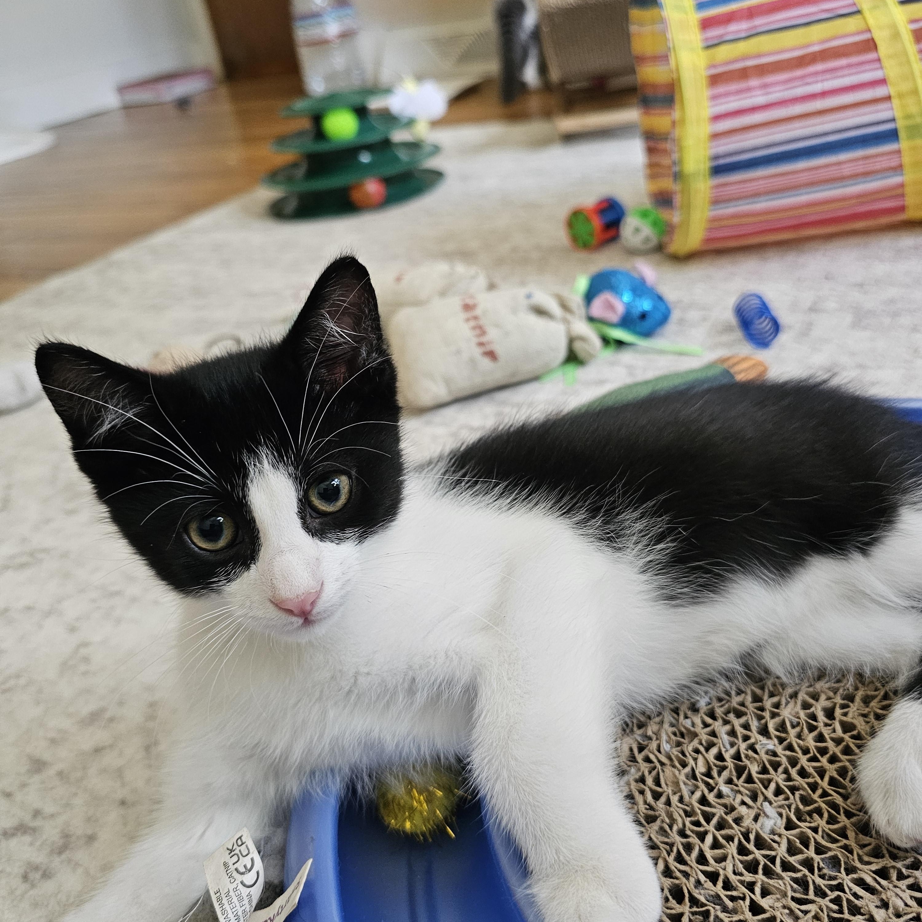 Enlarge Oreo, an adopted Domestic Short Hair in Sewell, NJ image 4/4