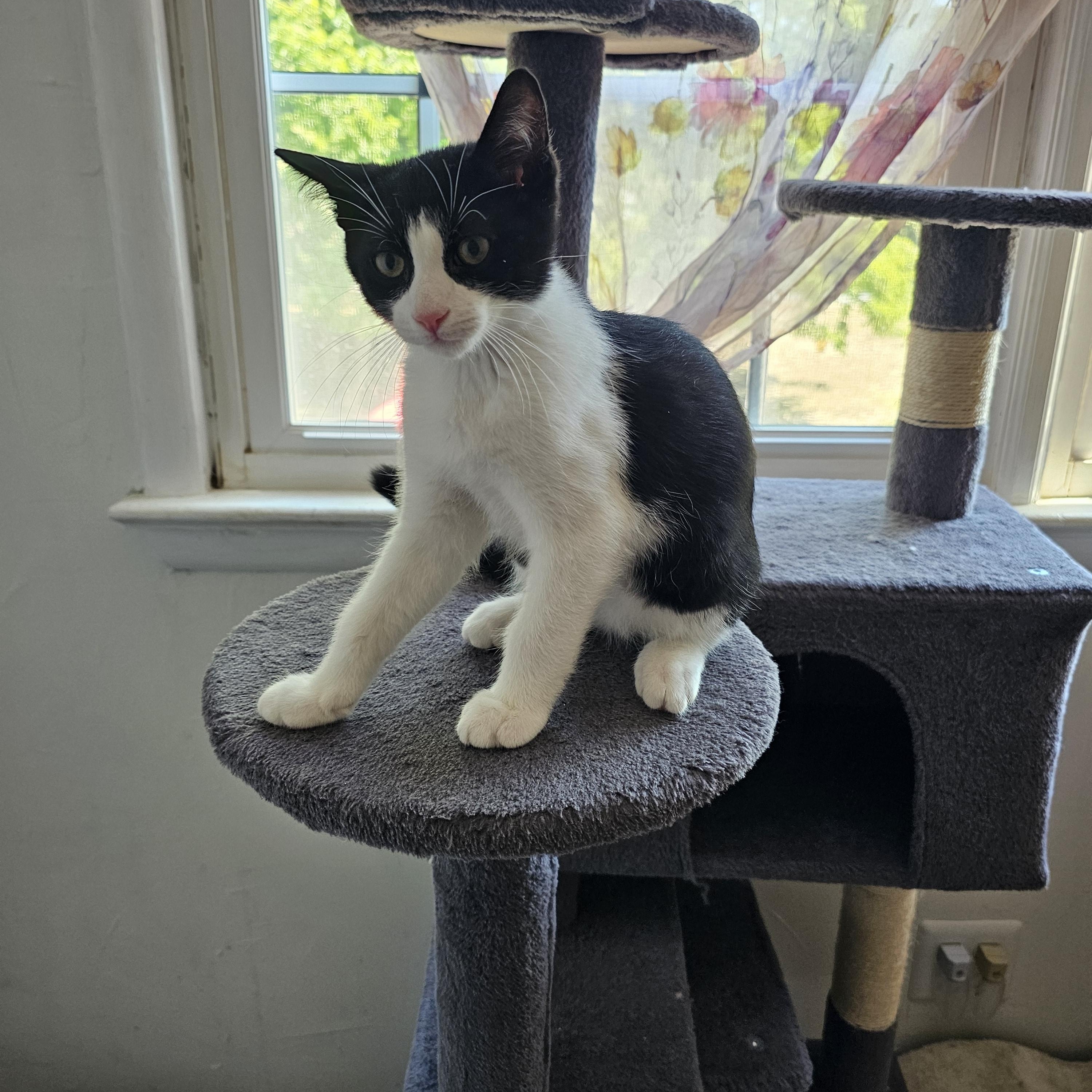 Enlarge Oreo, an adopted Domestic Short Hair in Sewell, NJ image 2/4