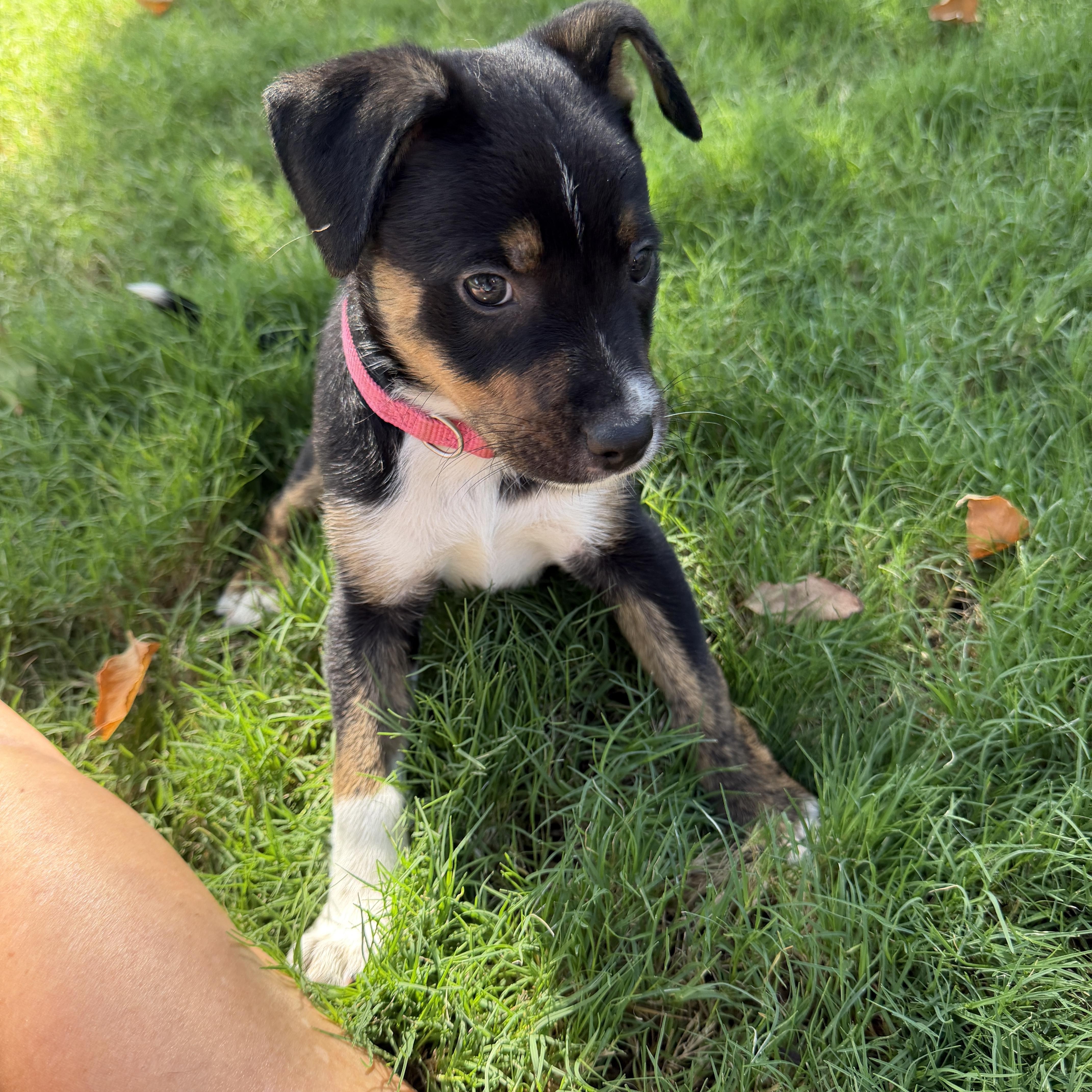 Enlarge Rylan, a Adoptable mixed breed in Gilbert, AZ image 2/3