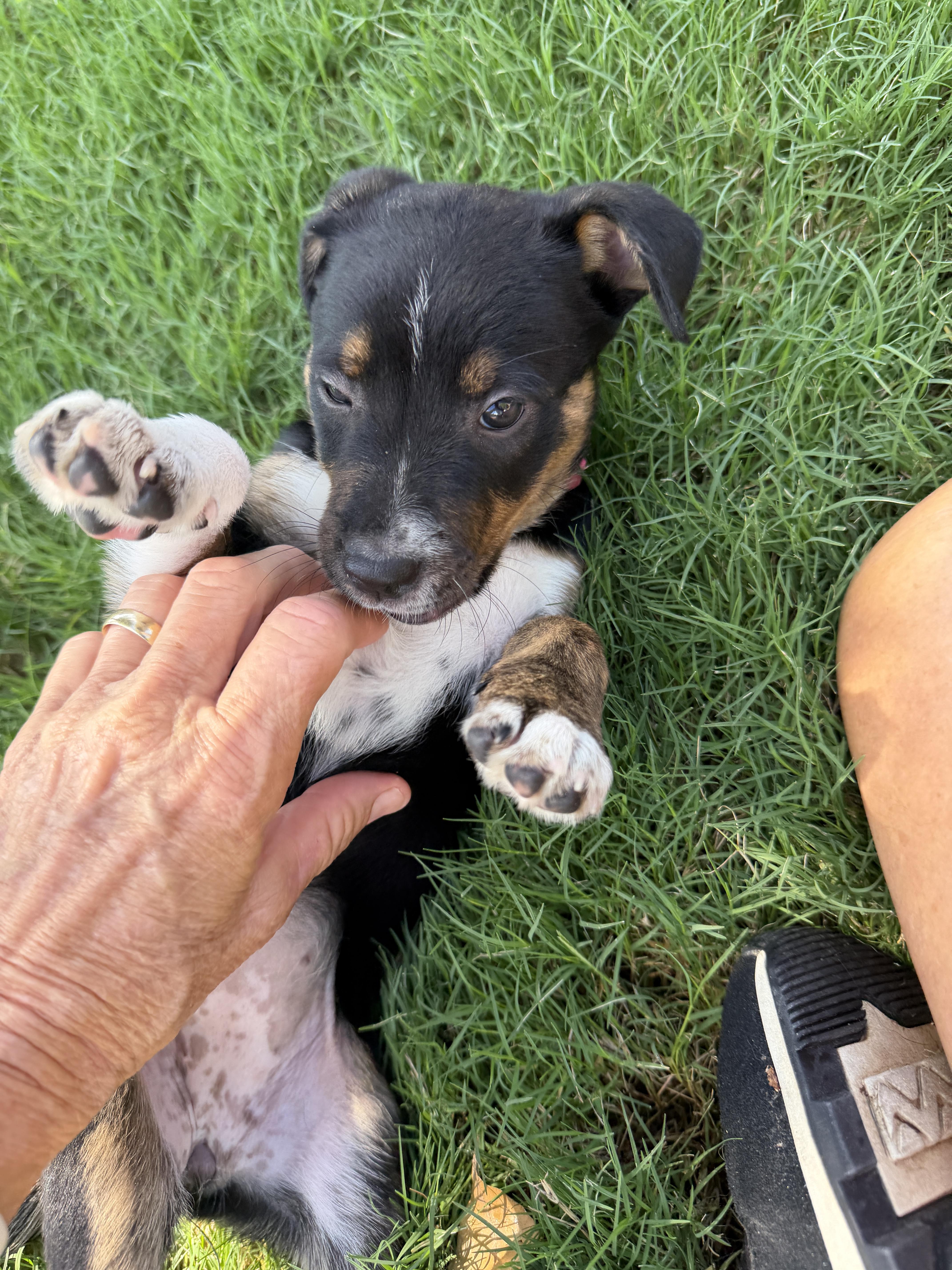 Enlarge Rylan, a Adoptable mixed breed in Gilbert, AZ image 3/3