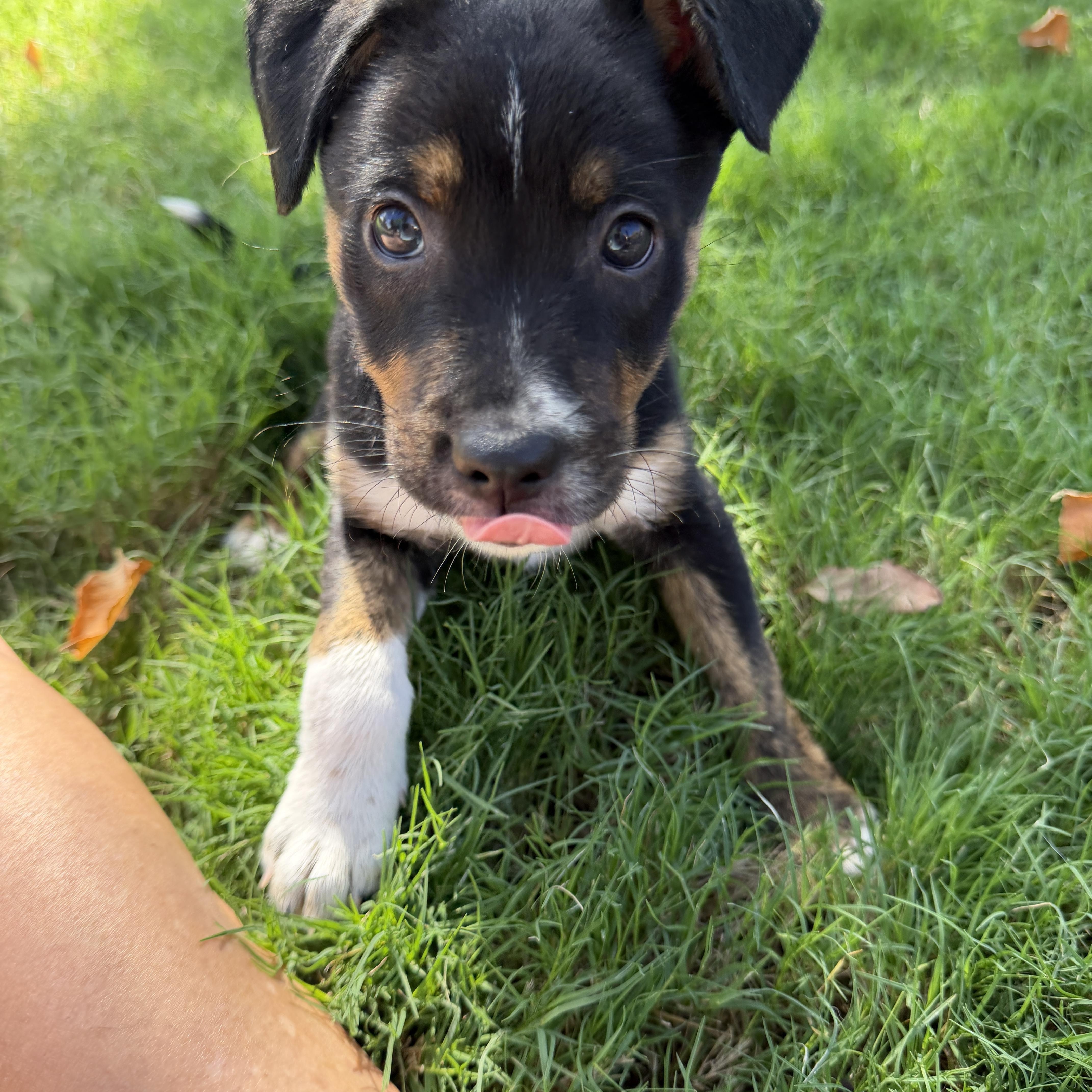 Rylan, Adoptable, Puppy Female Australian Kelpie & Miniature Pinscher.