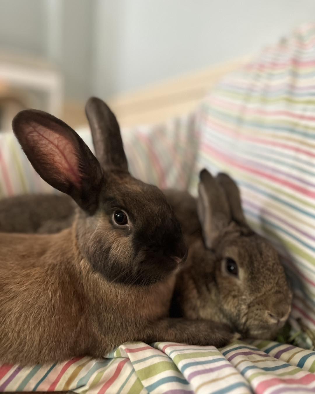 Lottie *bonded to Thelma & Prue*, Adoptable, Young Male Bunny Rabbit.