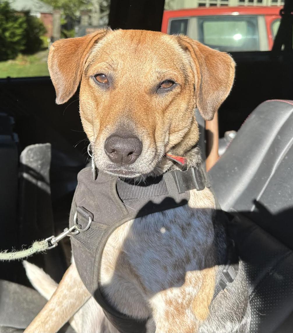 Enlarge Jasper, a Adoptable mixed breed in Bethlehem, PA image 1/6