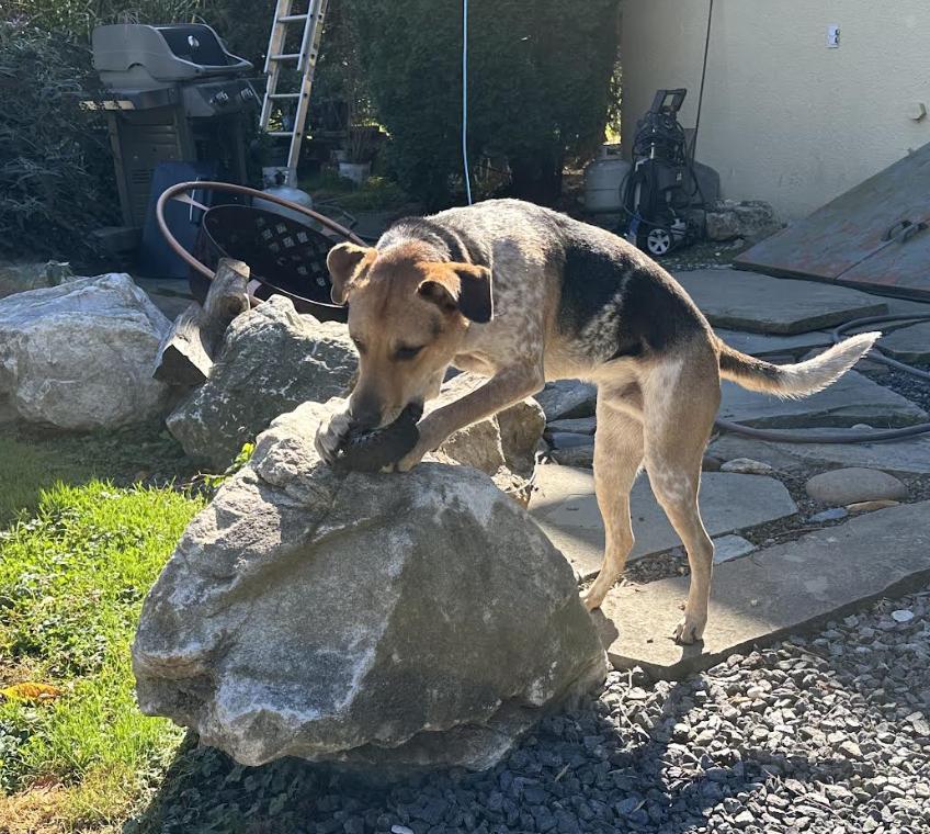 Jasper *foster needed*