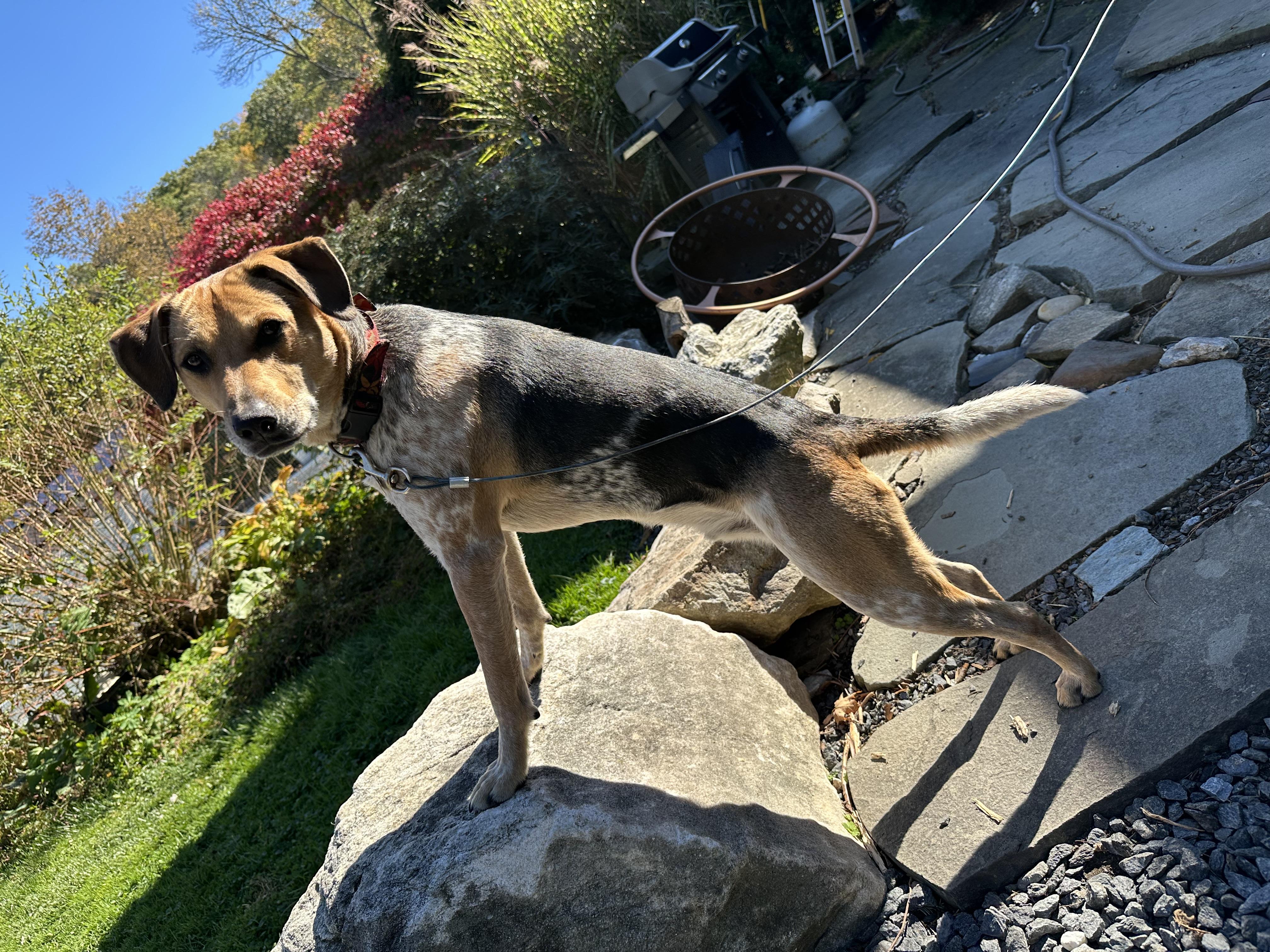 Jasper *foster needed* 4