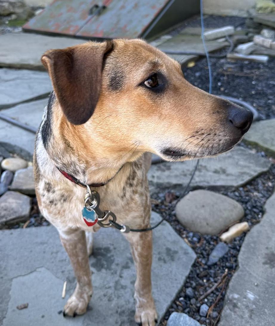 Enlarge Jasper, a Adoptable mixed breed in Bethlehem, PA image 4/6