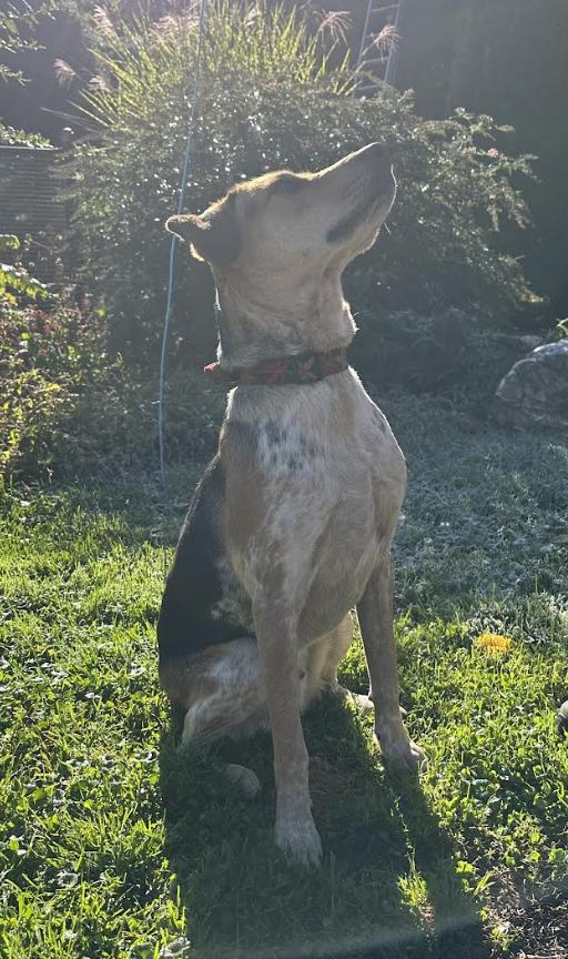 Jasper *foster needed* 2