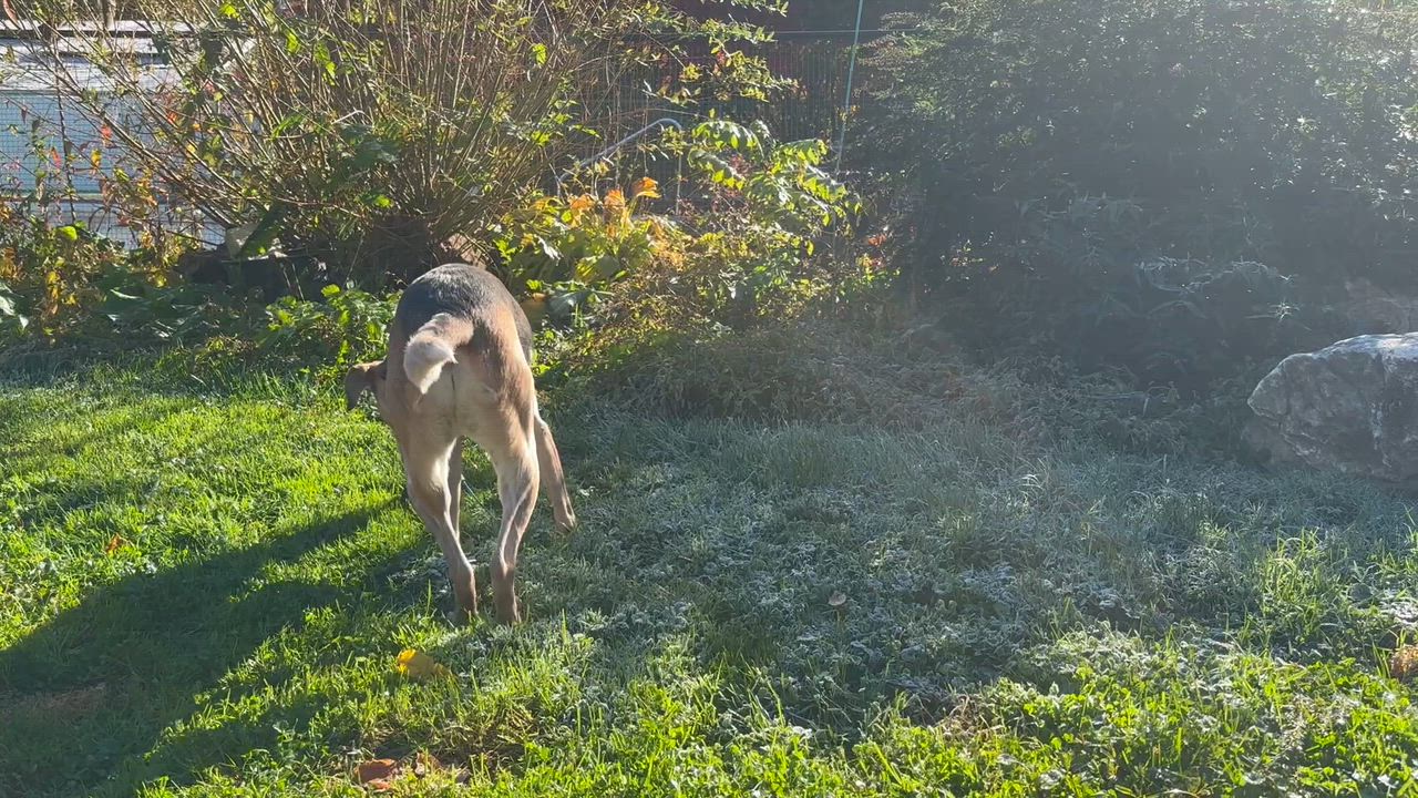 Enlarge Jasper, a Adoptable mixed breed in Bethlehem, PA video 6/6