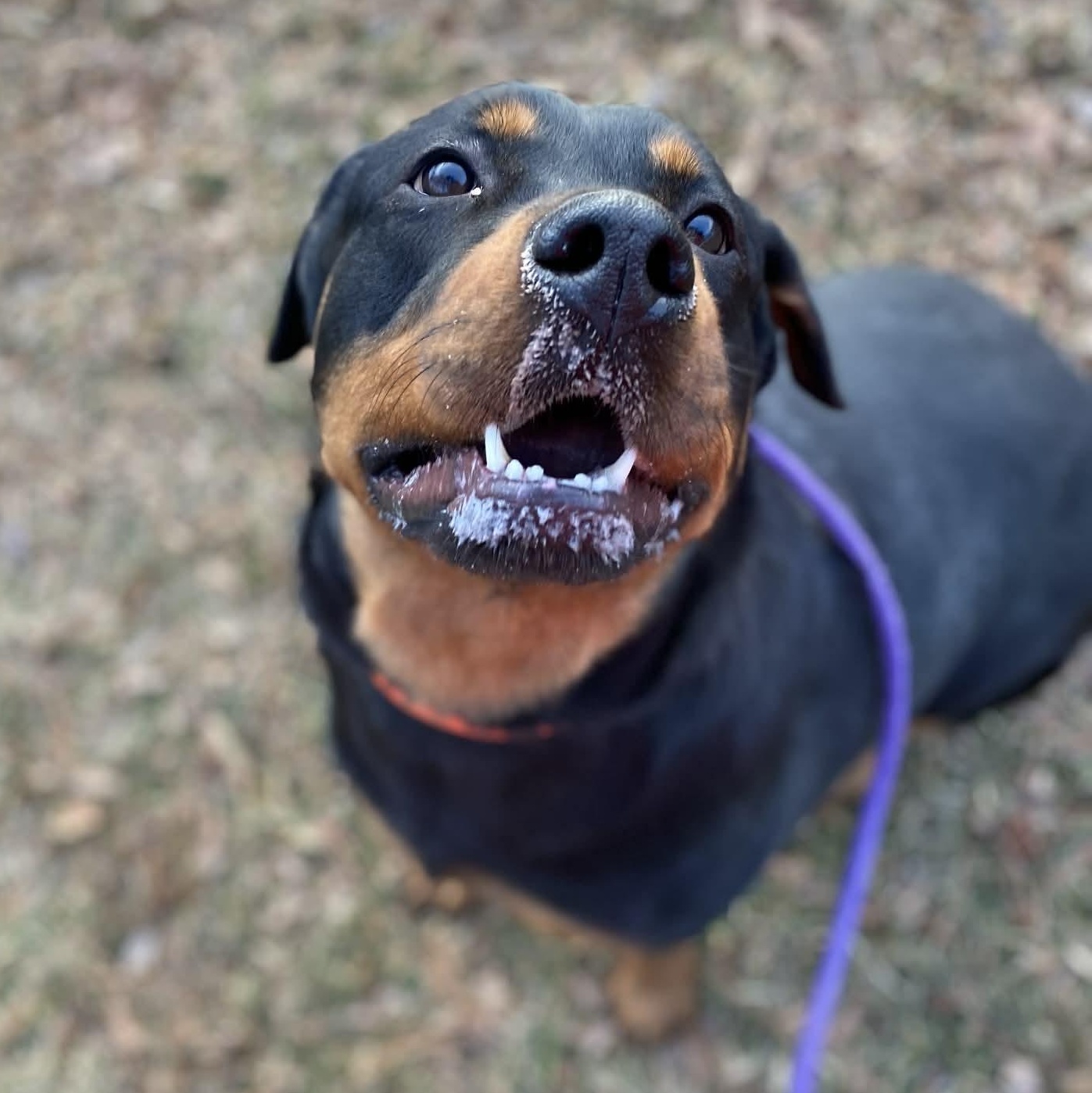 Moza (ID 49641/4265), Adoptable, Young Female Rottweiler.