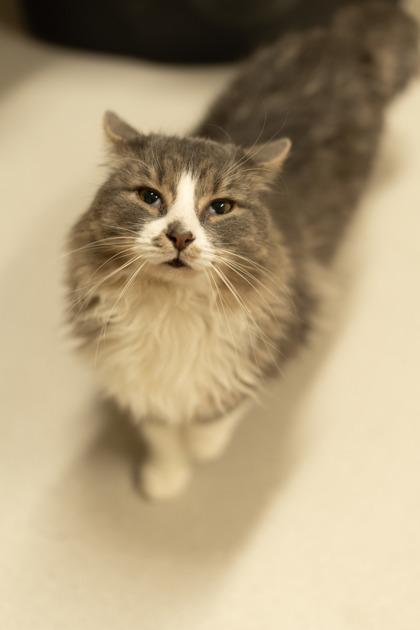 Enlarge Angry Face, a Adoptable mixed breed in Clarks Summit, PA image 1/1