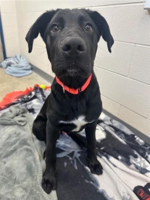 Enlarge GROOT, a Adoptable mixed breed in Fort Wayne, IN image 1/1