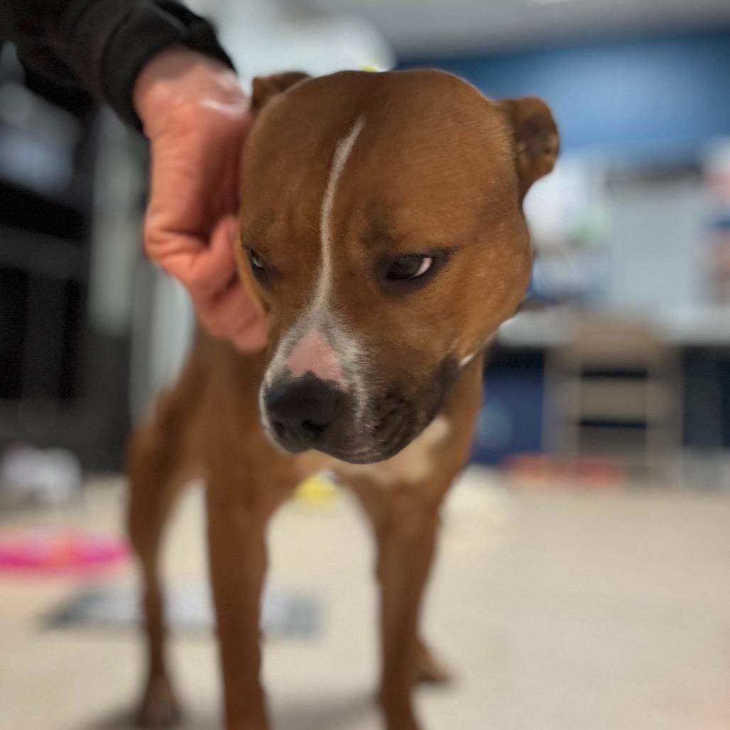 Enlarge Spider, a Adoptable Pit Bull Terrier in Pekin, IL image 1/6