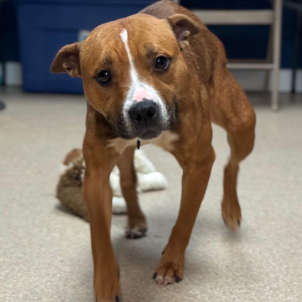 Spider, Adoptable, Adult Female Pit Bull Terrier.