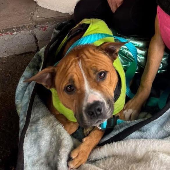 Enlarge Spider, a Adoptable Pit Bull Terrier in Pekin, IL image 3/6