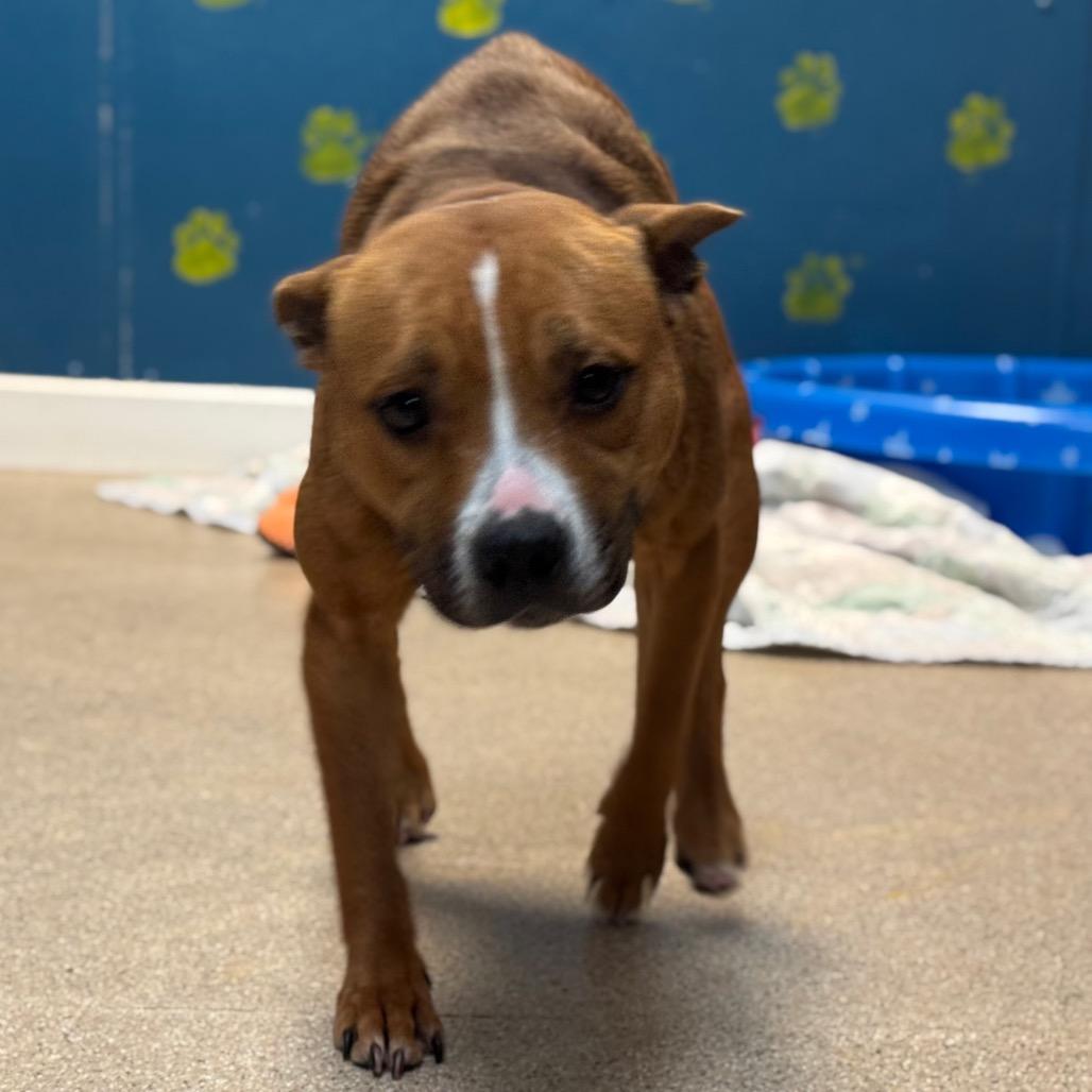 Enlarge Spider, a Adoptable Pit Bull Terrier in Pekin, IL image 4/6