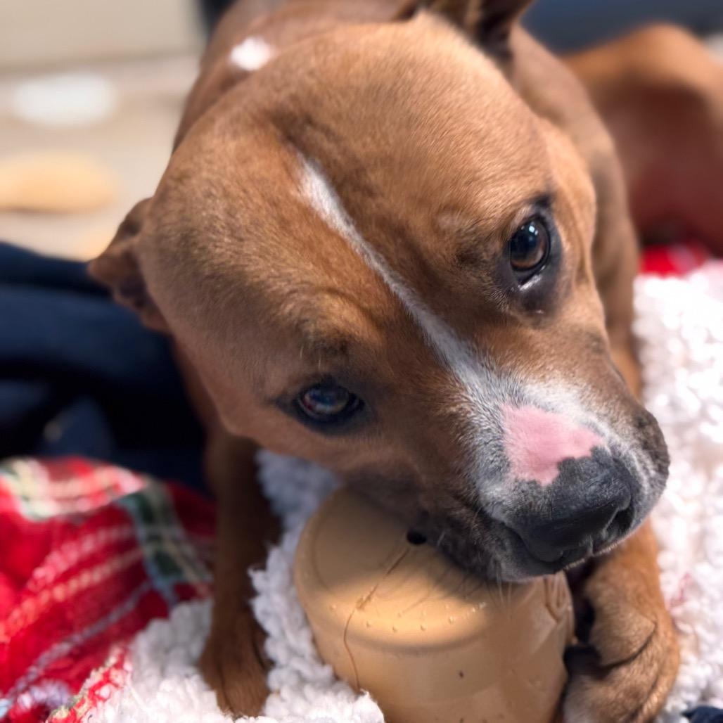 Enlarge Spider, a Adoptable Pit Bull Terrier in Pekin, IL image 4/6