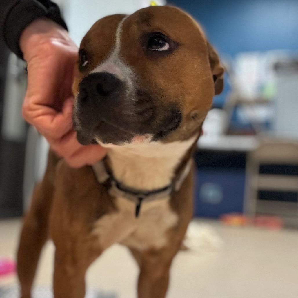 Enlarge Spider, a Adoptable Pit Bull Terrier in Pekin, IL image 5/6