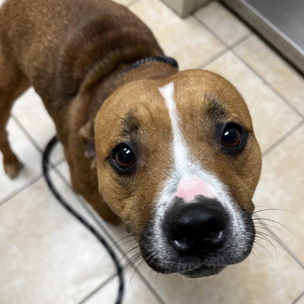 Enlarge Spider, a Adoptable Pit Bull Terrier in Pekin, IL image 6/6