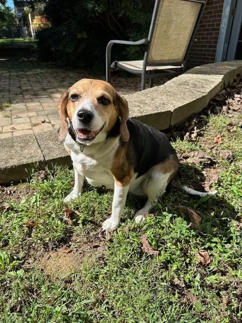 Betty Haven, Adoptable, Adult Female Beagle.