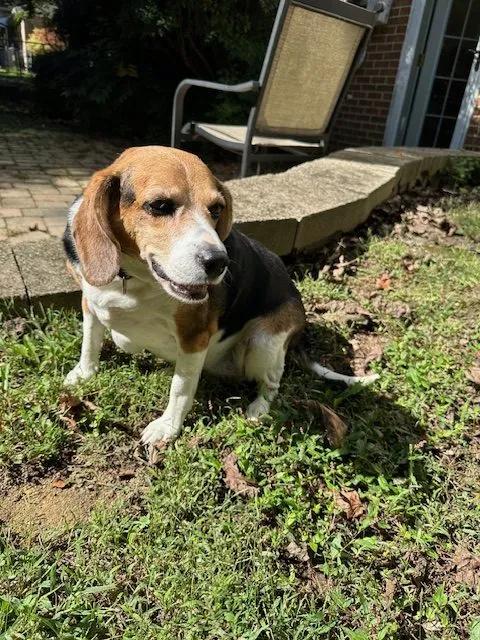 Betty Haven, a Adoptable Beagle in Waldorf, MD image 2/4