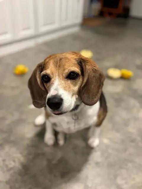 Betty Haven, a Adoptable Beagle in Waldorf, MD image 3/4