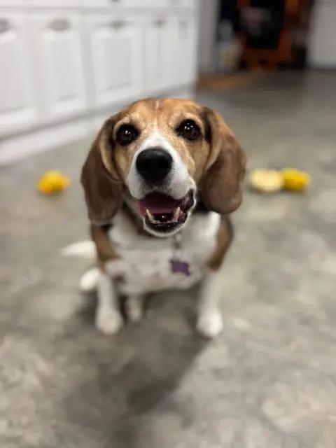 Betty Haven, a Adoptable Beagle in Waldorf, MD image 4/4