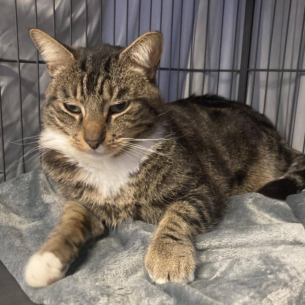 Enlarge Remo, a Adoptable Domestic Short Hair in Pittsford, VT image 1/1