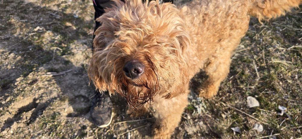 Enlarge Nela, a Adoptable mixed breed in Draper, UT image 1/5