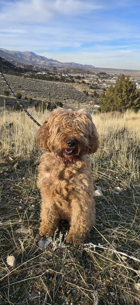 Enlarge Nela, a Adoptable mixed breed in Draper, UT image 2/5