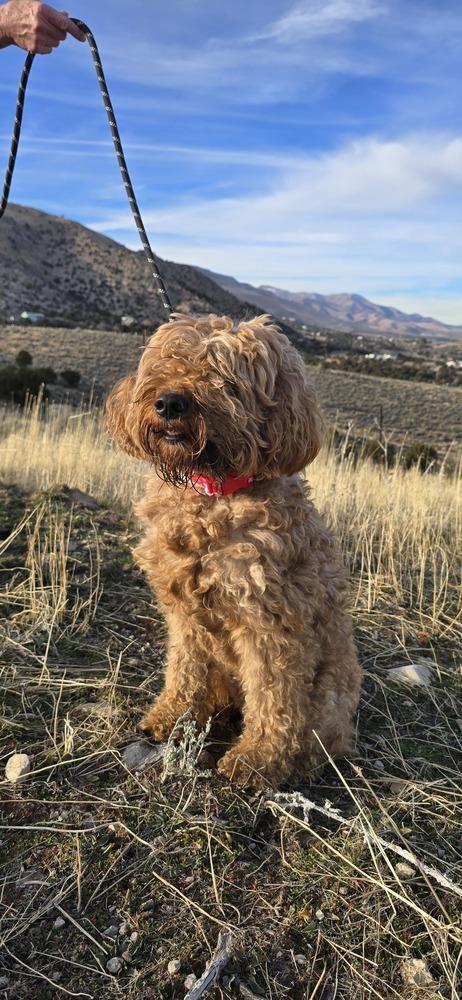 Enlarge Nela, a Adoptable mixed breed in Draper, UT image 3/5