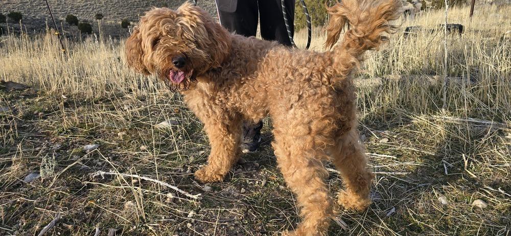 Enlarge Nela, a Adoptable mixed breed in Draper, UT image 4/5