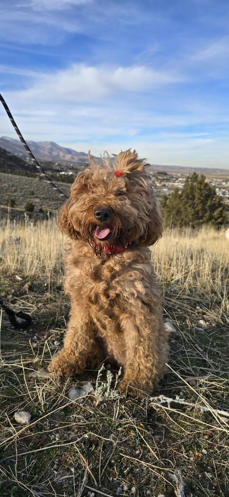 Enlarge Nela, a Adoptable mixed breed in Draper, UT image 5/5