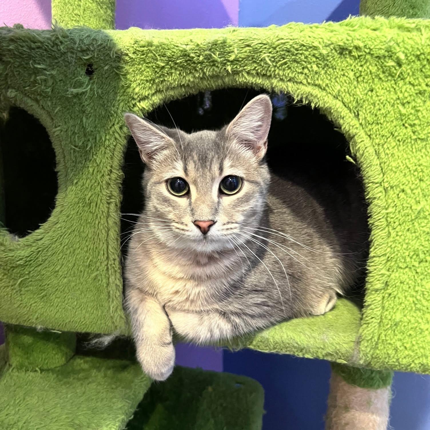 Enlarge Sherlock, a Adoptable Domestic Short Hair in Flint, TX image 1/4