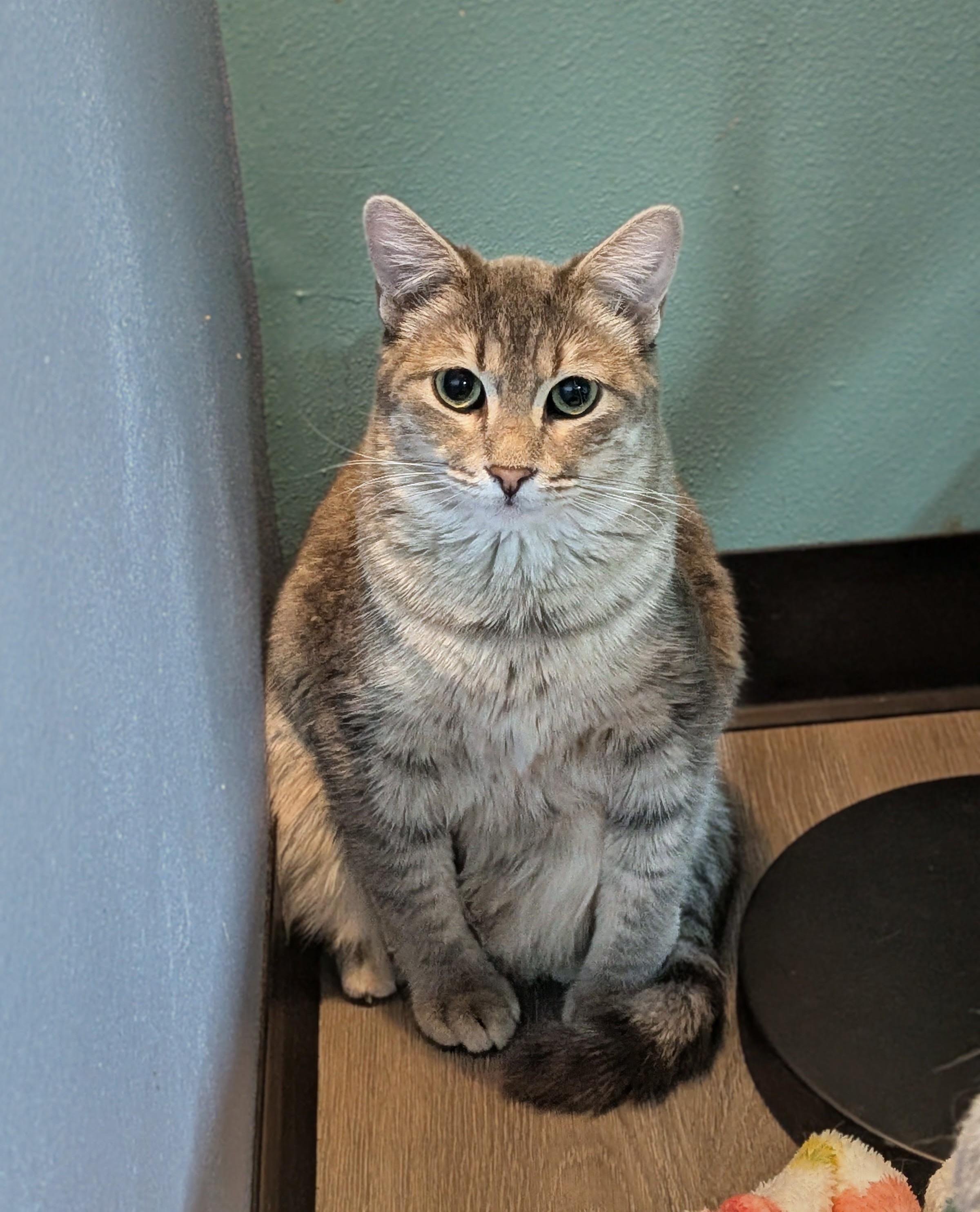 Enlarge Sherlock, a Adoptable Domestic Short Hair in Flint, TX image 2/4