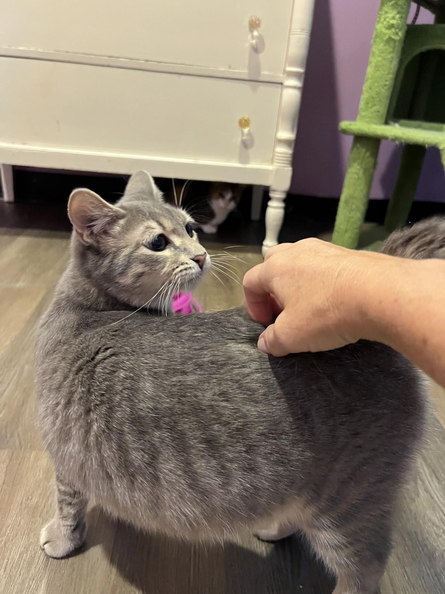 Enlarge Sherlock, a Adoptable Domestic Short Hair in Flint, TX image 4/4