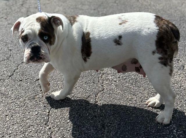 COCO (ohiosdrescue@gmail.com), ADOPTABLE, Adult Female Bulldog.