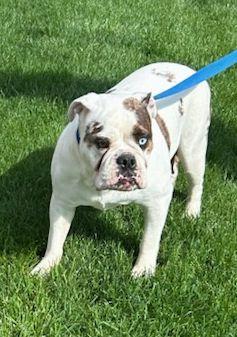 Enlarge COCO (ohiosdrescue@gmail.com), a ADOPTABLE Bulldog in Elyria, OH image 5/6