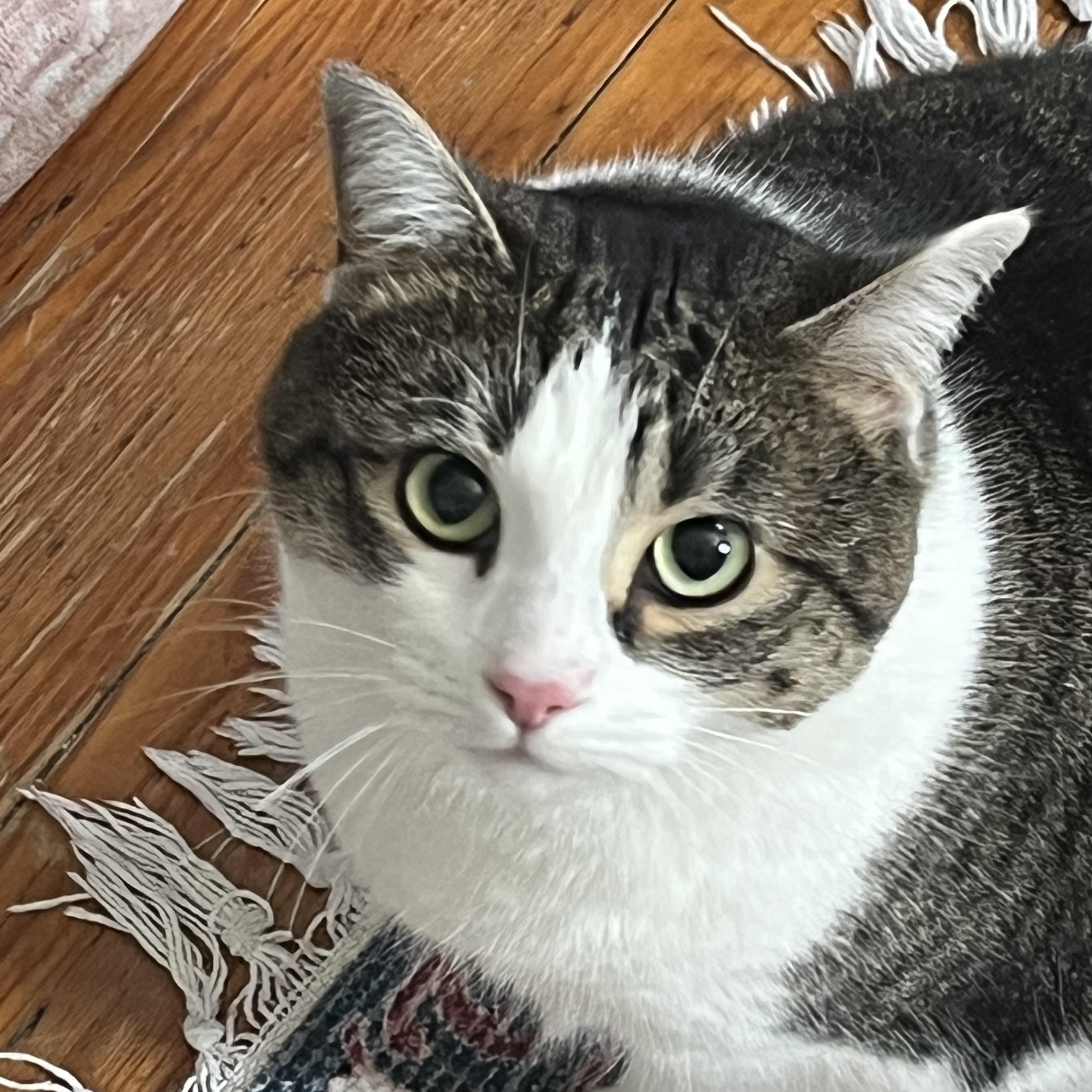 Enlarge Jasmine, a Adoptable Domestic Short Hair in Maple Shade, NJ image 1/3