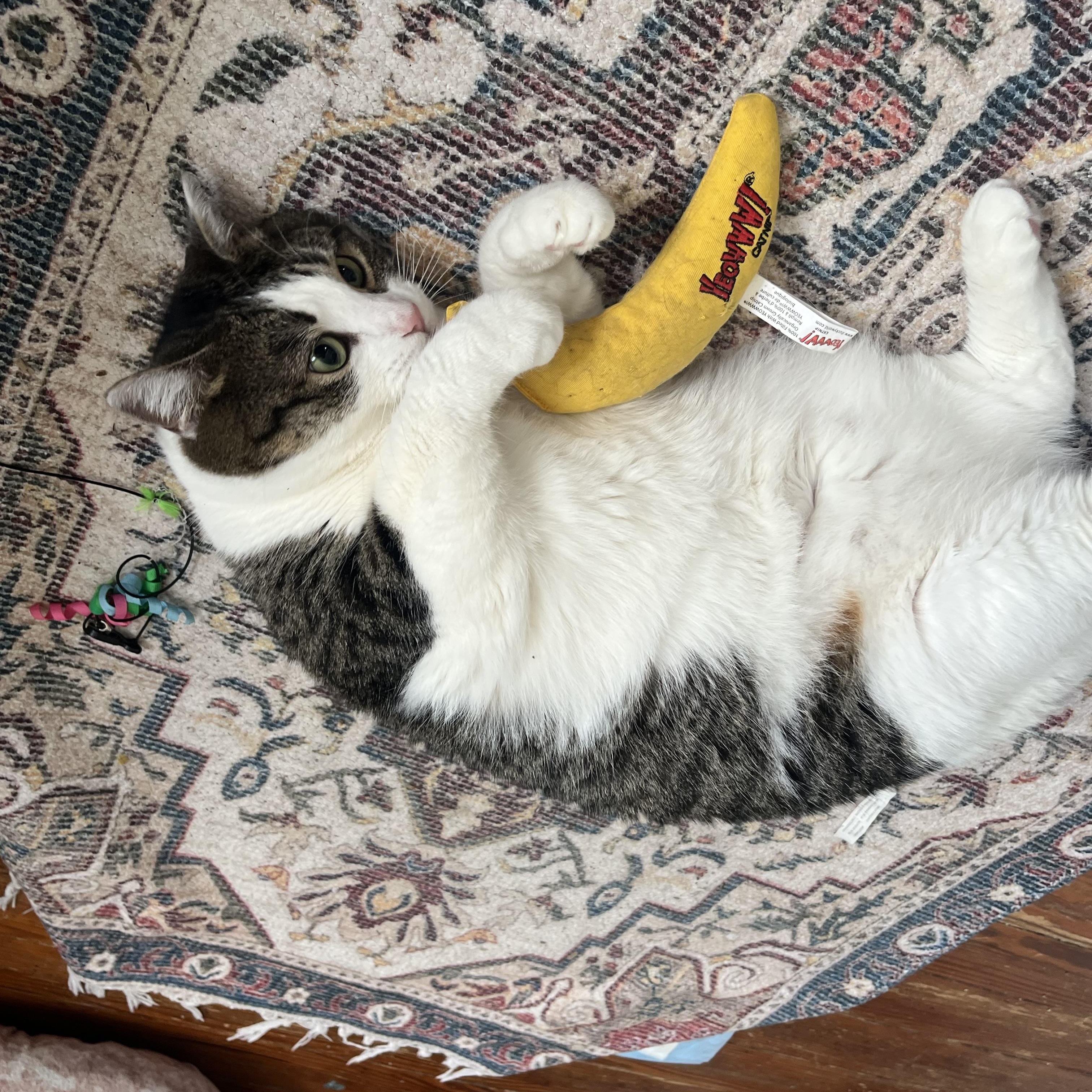 Enlarge Jasmine, a Adoptable Domestic Short Hair in Maple Shade, NJ image 2/3