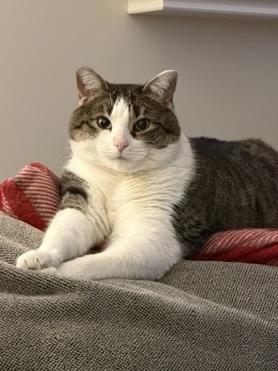 Enlarge Jasmine, a Adoptable Domestic Short Hair in Maple Shade, NJ image 3/3