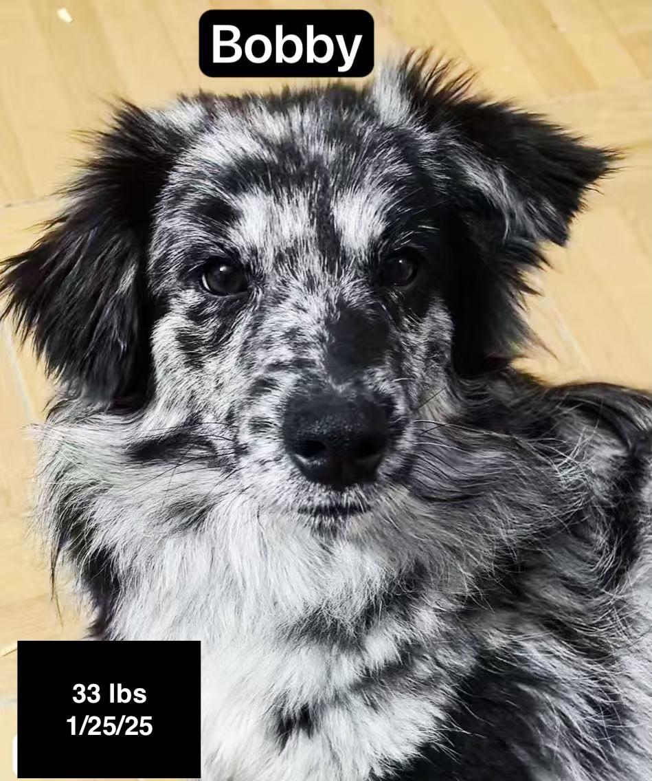 Bobby, a ADOPTABLE mixed breed in West Hollywood, CA image 4/4