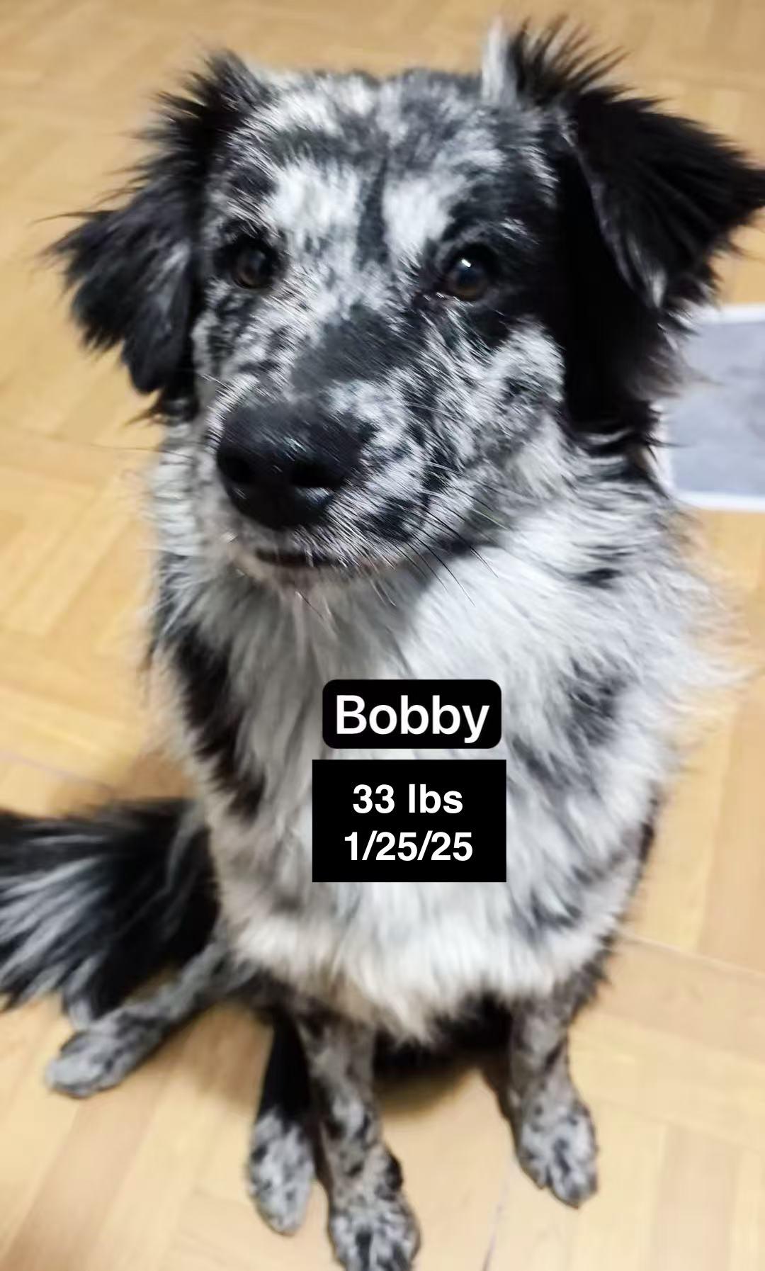 Bobby, a ADOPTABLE mixed breed in West Hollywood, CA image 3/4